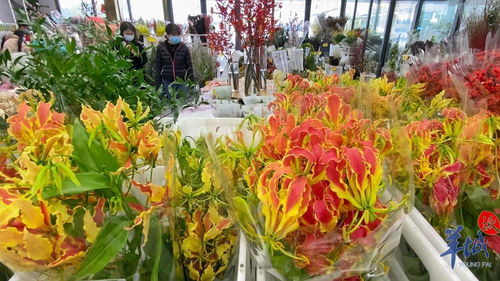 年花市場(chǎng)紅紅火火 本地品種與網(wǎng)紅產(chǎn)品引領(lǐng)新風(fēng)尚，辦公用品煥發(fā)新春氣息