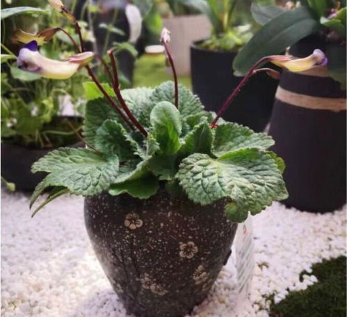 北京世園會(huì)省區(qū)市室內(nèi)展品競(jìng)賽第四次評(píng)審工作圓滿完成